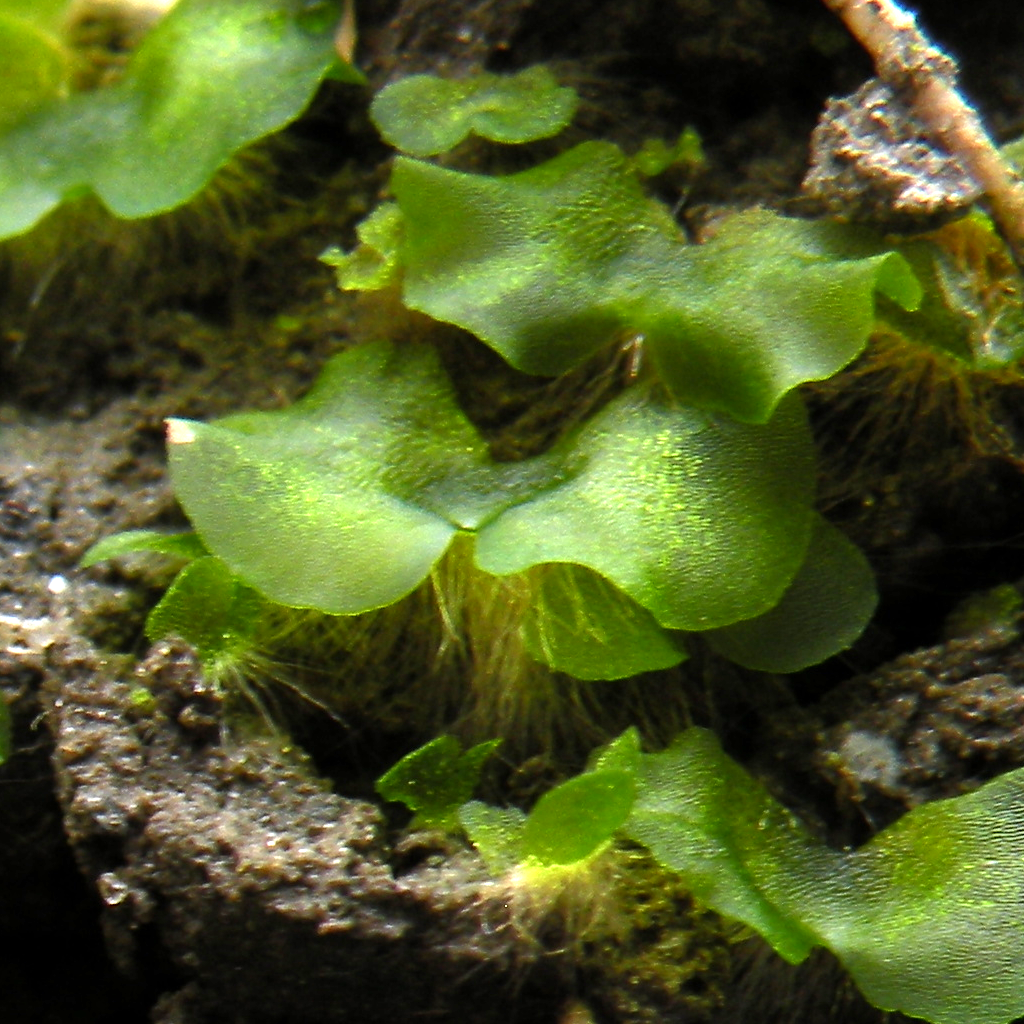 Example Of A Gametophyte